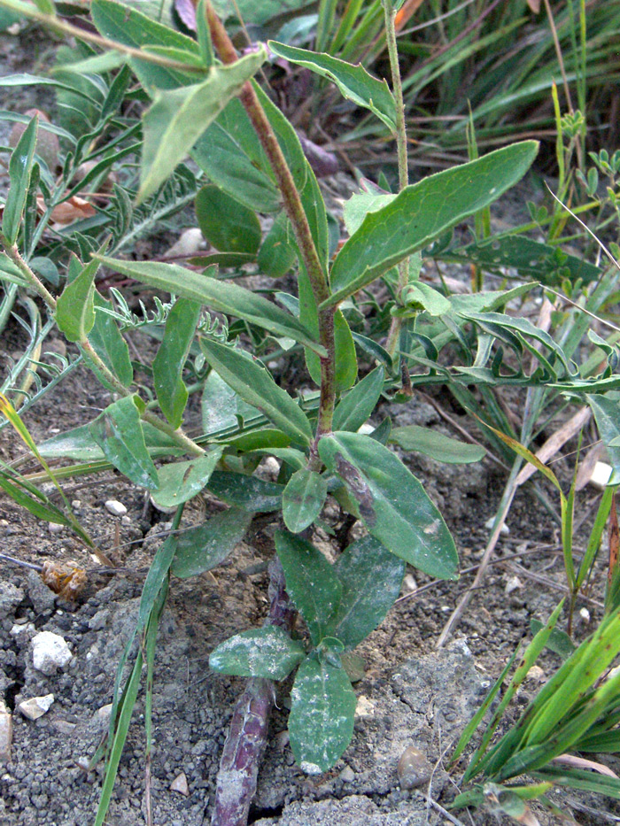 Изображение особи Hieracium virosum.