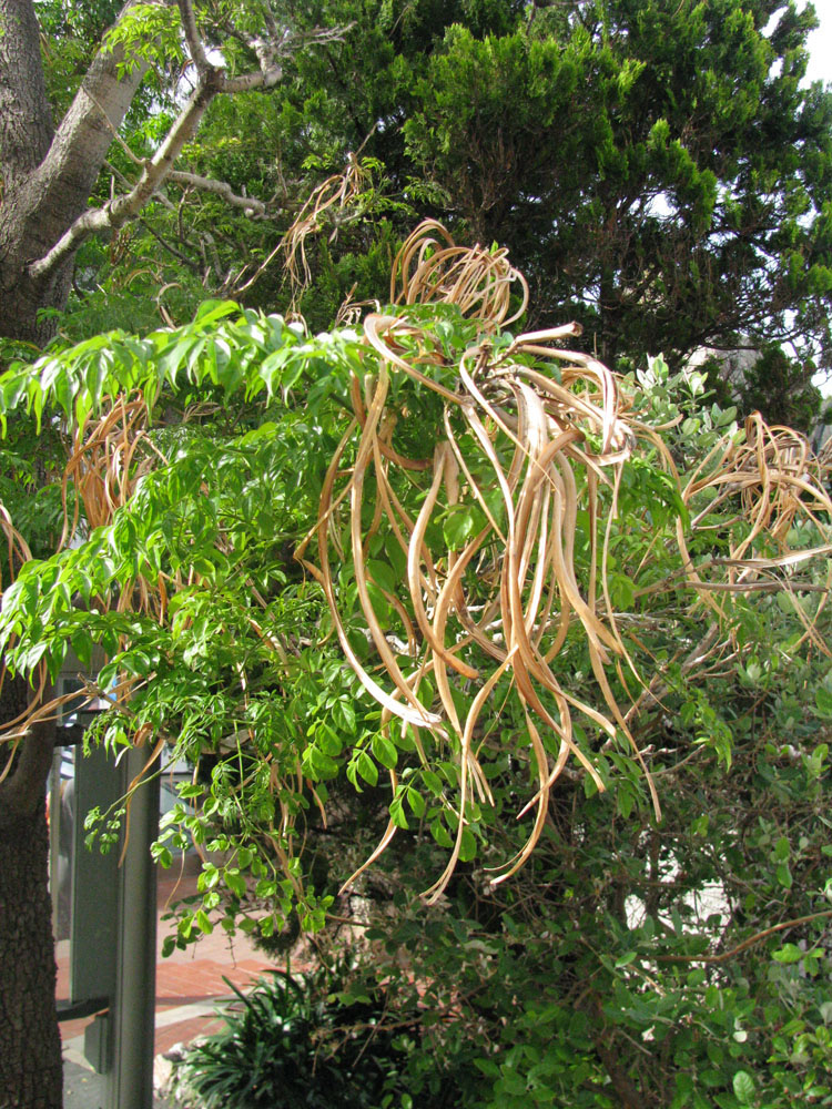 Image of Radermachera sinica specimen.