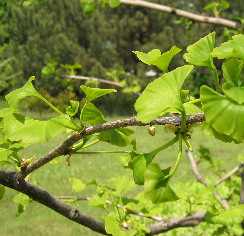 Image of Ginkgo biloba specimen.