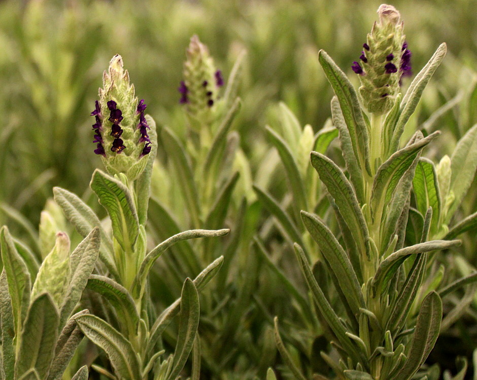 Изображение особи Lavandula stoechas.