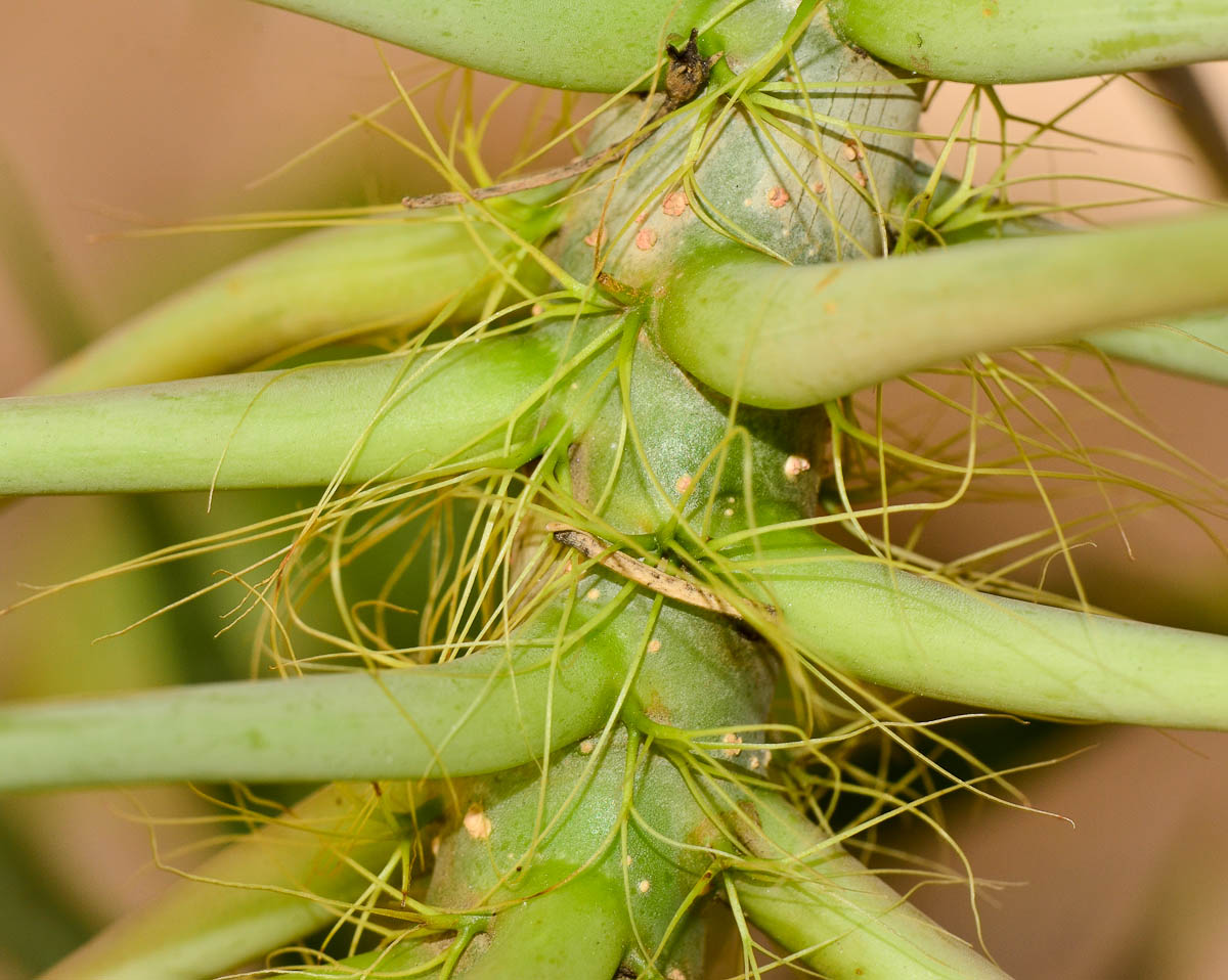 Image of Jatropha multifida specimen.