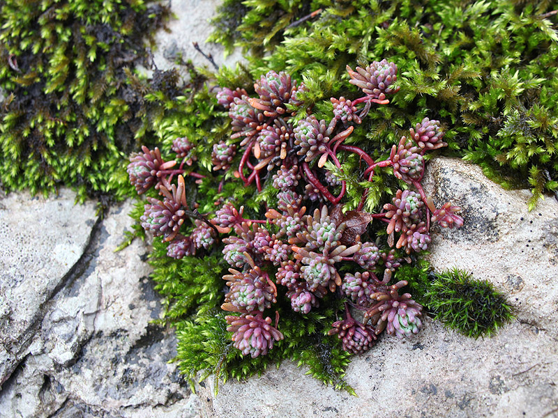 Image of Sedum pallidum specimen.