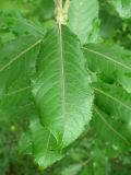 Salix latifolia