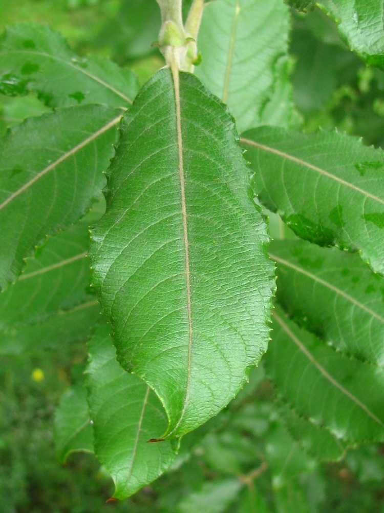 Изображение особи Salix latifolia.