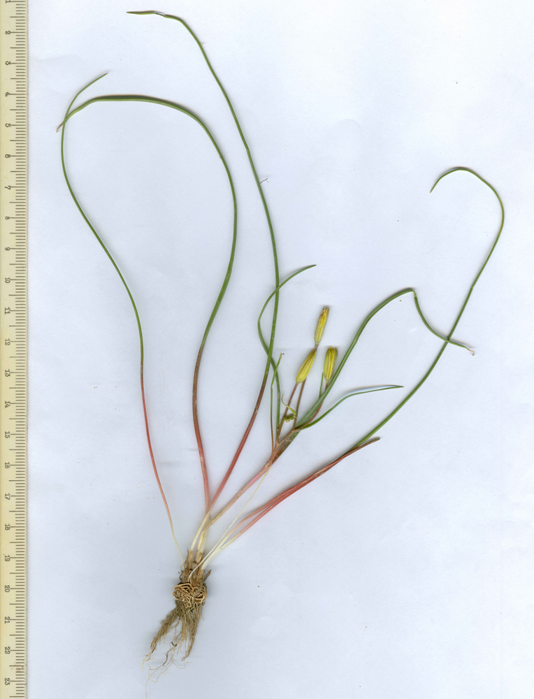 Image of Gagea olgae f. dilatata specimen.