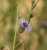 Volutaria lippii