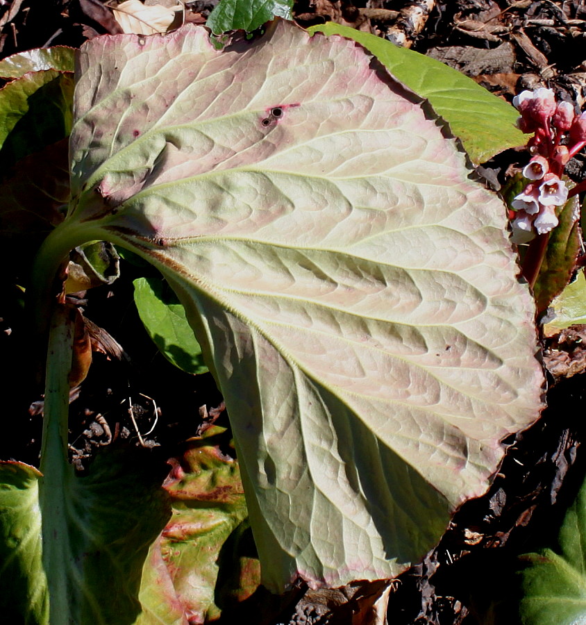 Изображение особи Bergenia crassifolia.