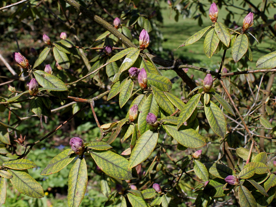 Image of Rhododendron augustinii specimen.