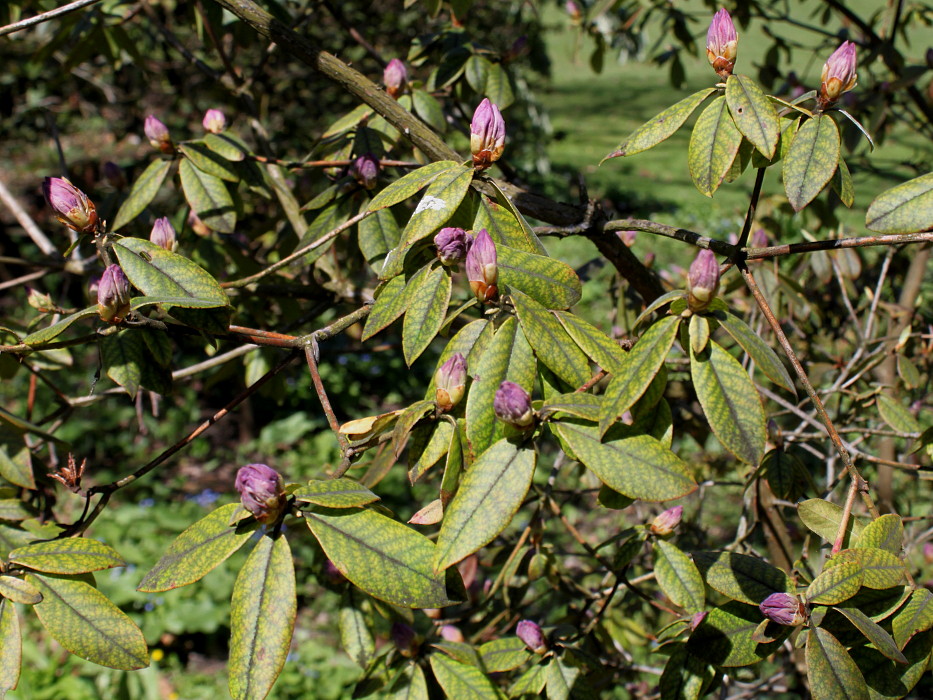 Изображение особи Rhododendron augustinii.