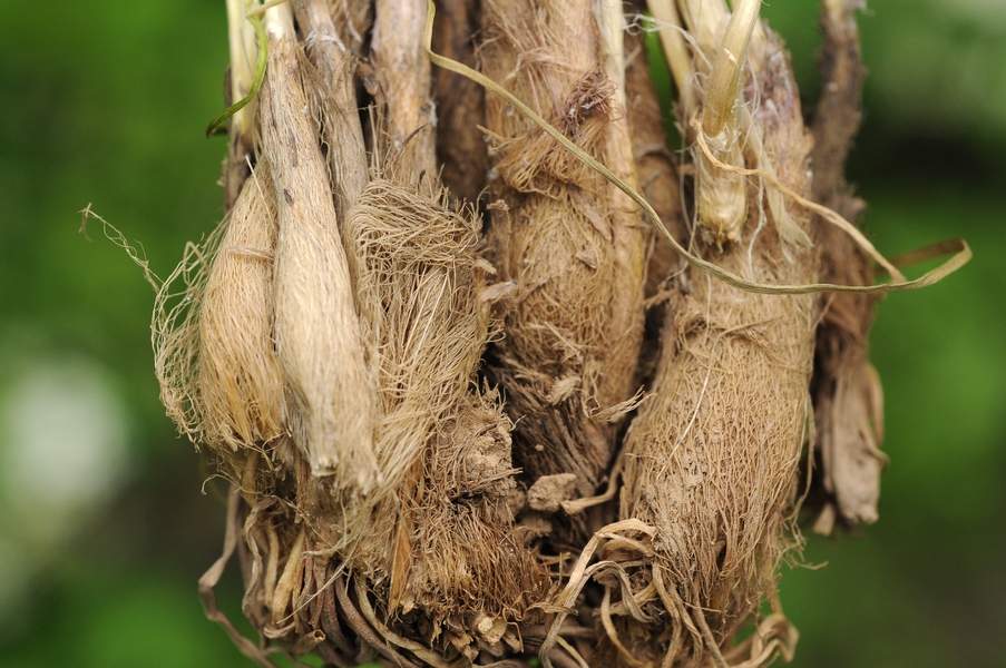 Image of Allium oreoprasoides specimen.
