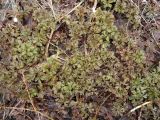 Anemone amurensis subspecies kamtschatica. Куртина из прикорневых листьев. Камчатский край, Усть-Большерецкий район, в 16 км на Ю-В от пос. Апачи, Апачинские термальные источники. 15.06.2011.