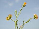 Calendula tripterocarpa