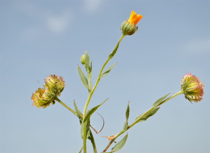 Image of Calendula persica specimen.