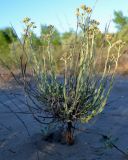 Helichrysum arenarium