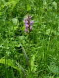 Dactylorhiza fuchsii. Цветущее растение. Ярославль, Петропавловский парк, на обочине тропы. 16.06.2013.