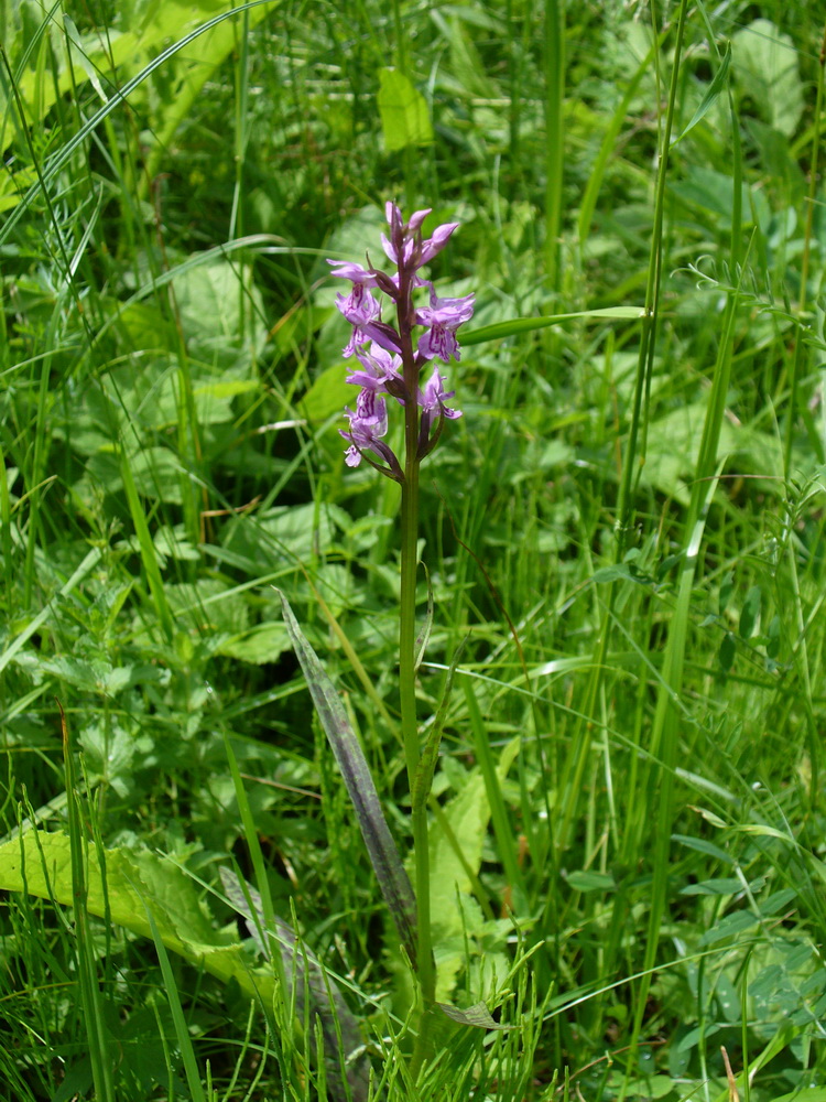 Изображение особи Dactylorhiza fuchsii.