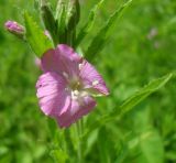 Epilobium hirsutum. Верхушка цветущего растения. Украина, г. Киев, лес на восточной окраине, около озера. 23.06.2013.