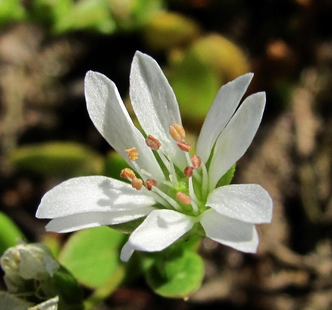 Image of Stellaria humifusa specimen.