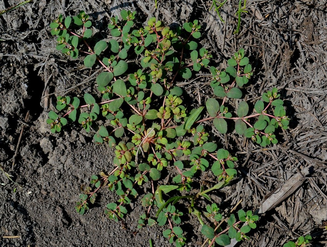Изображение особи Euphorbia chamaesyce.