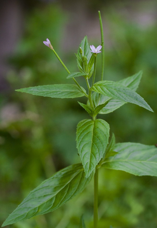 Image of Epilobium adenocaulon specimen.