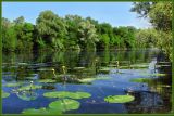 Nuphar lutea