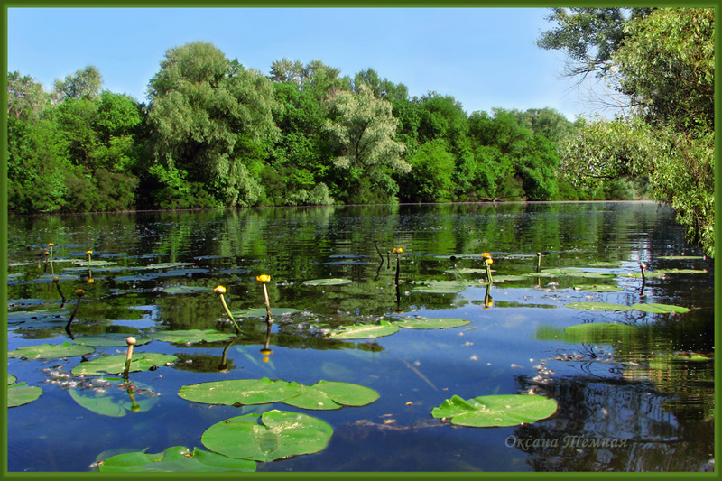 Image of Nuphar lutea specimen.