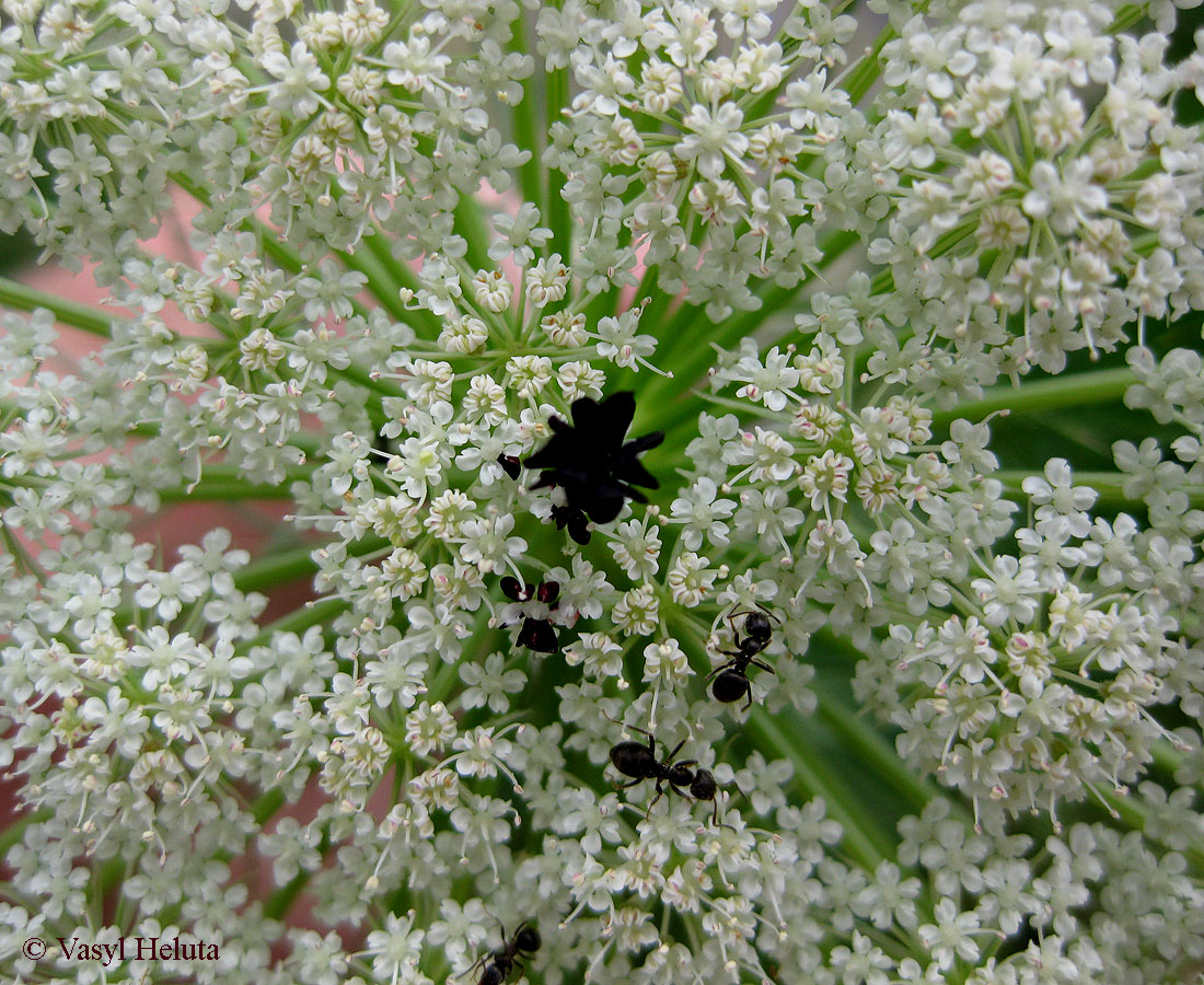 Image of Daucus carota specimen.