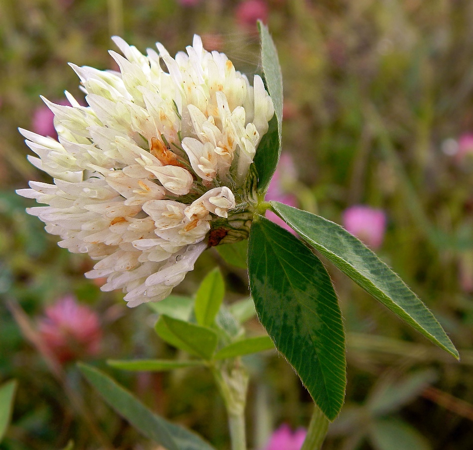 Изображение особи Trifolium pratense.
