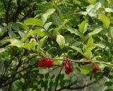 Lonicera fragrantissima. Ветка с соплодиями. Крым, пос. Отрадное, возле дороги. 20.05.2013.