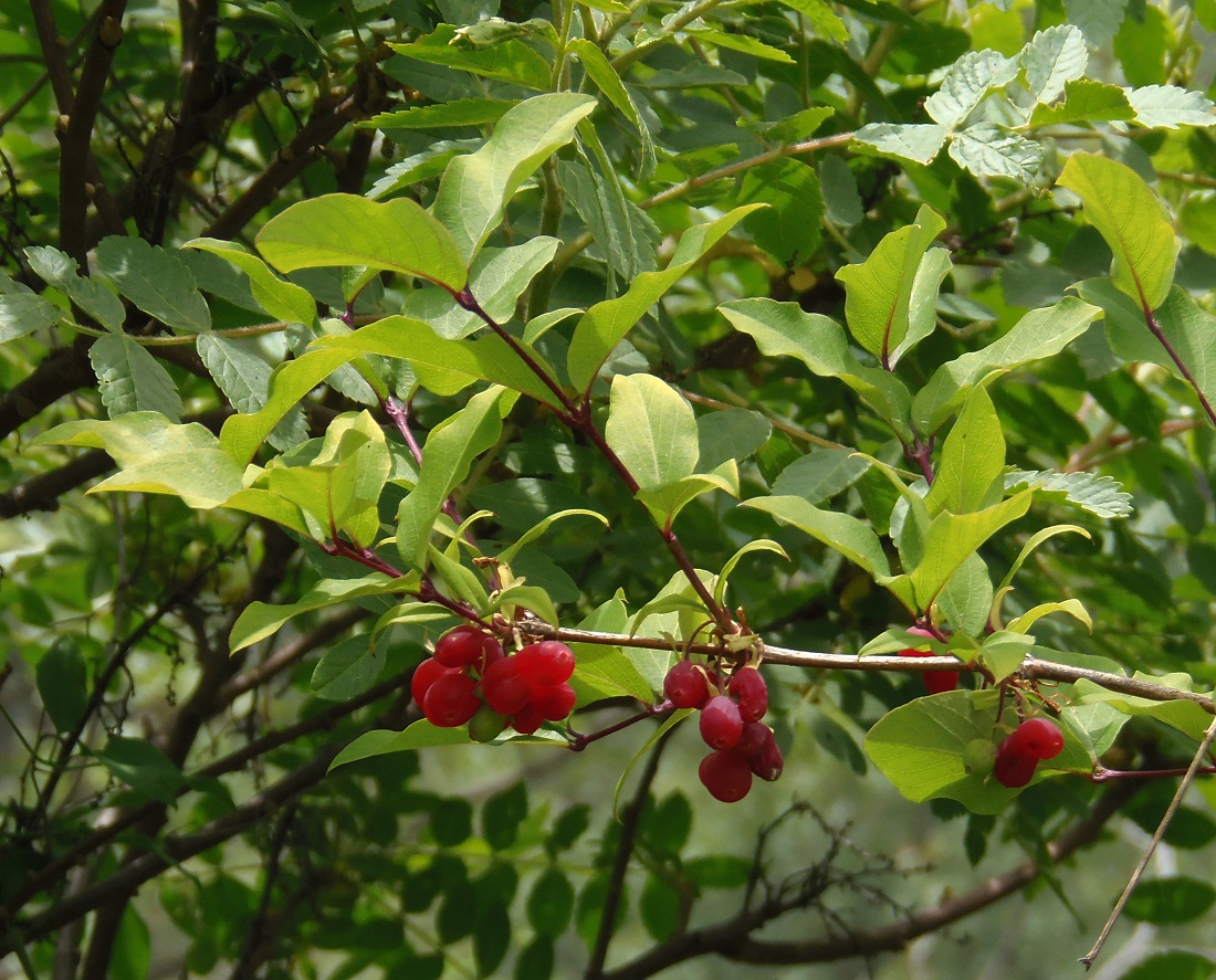 Изображение особи Lonicera fragrantissima.