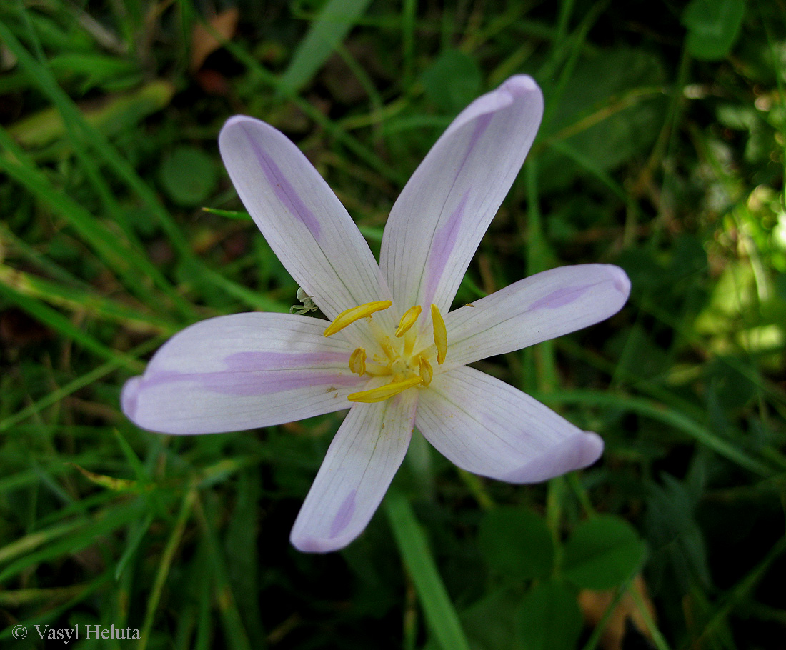 Изображение особи Colchicum autumnale.