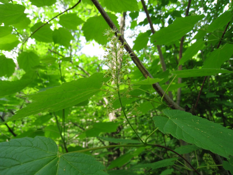 Image of Acer spicatum specimen.