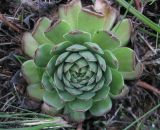 род Sempervivum. Вегетирующее растение. Украина, Хмельницкая обл., г. Каменец-Подольский, у обрыва каньона р. Смотрич. 22 сентября 2013 г.