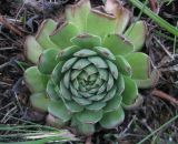 Sempervivum