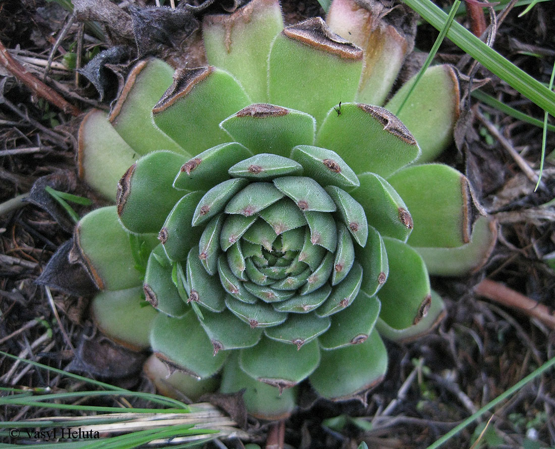 Изображение особи род Sempervivum.