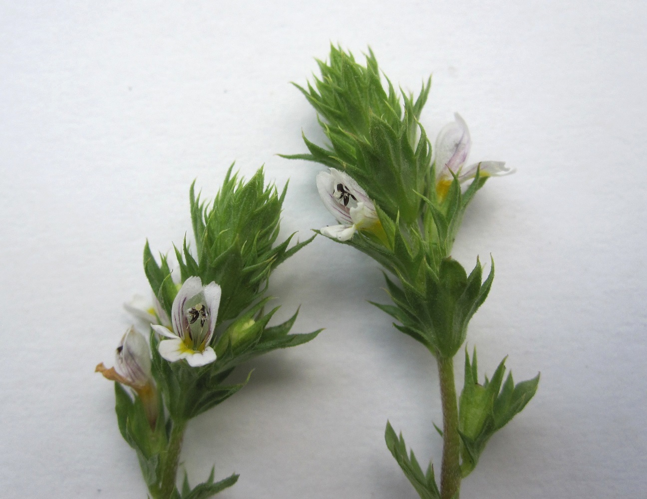 Image of genus Euphrasia specimen.