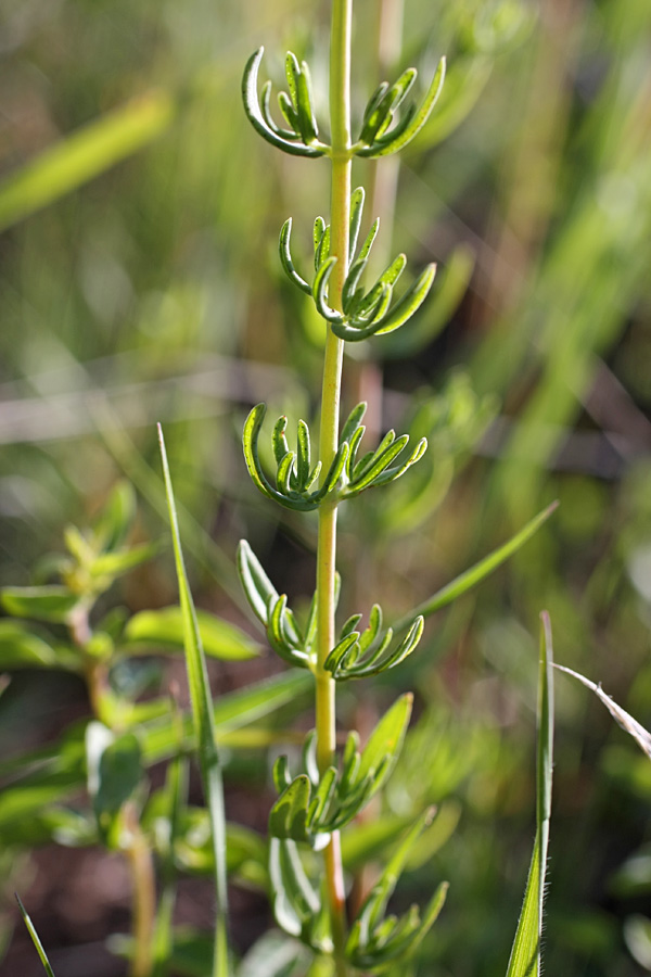 Изображение особи Hypericum elongatum.