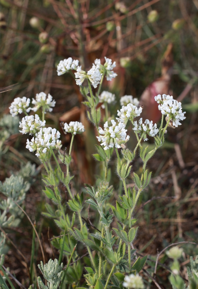 Image of Dorycnium herbaceum specimen.