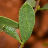 Globularia arabica