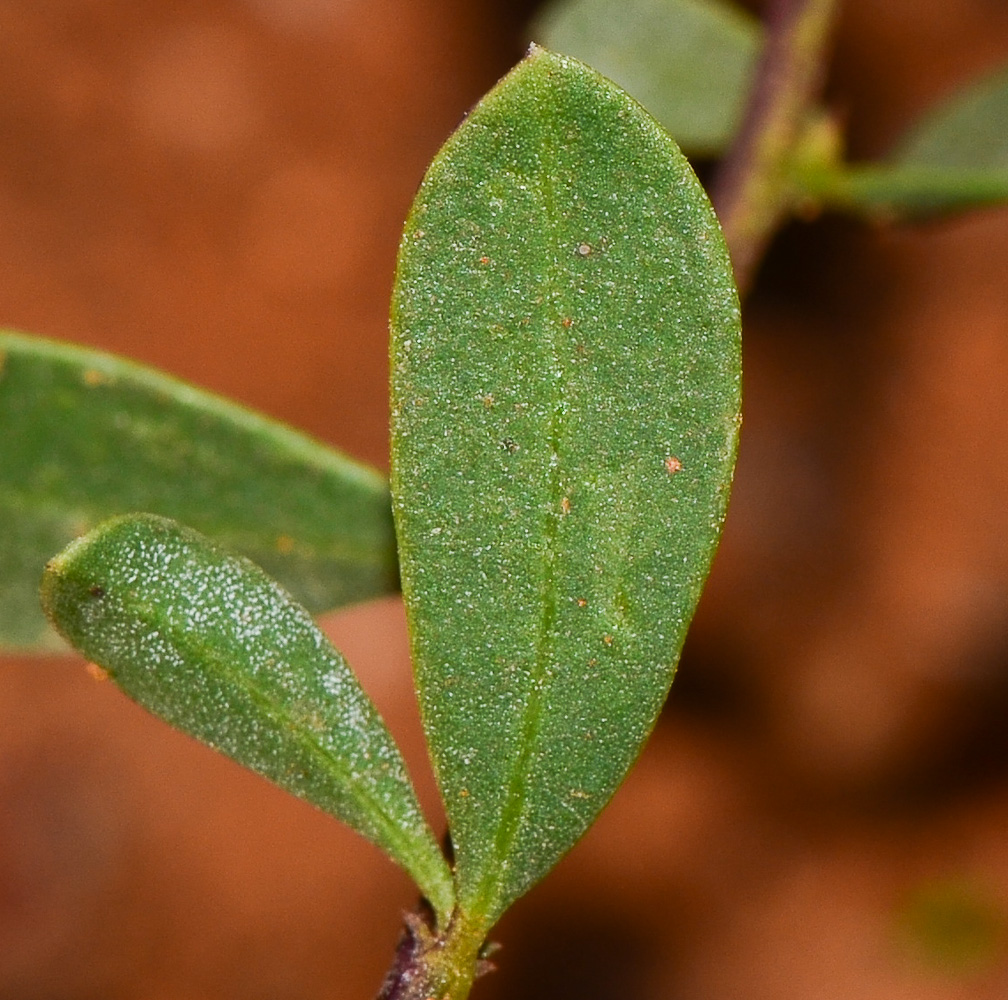 Image of Globularia arabica specimen.