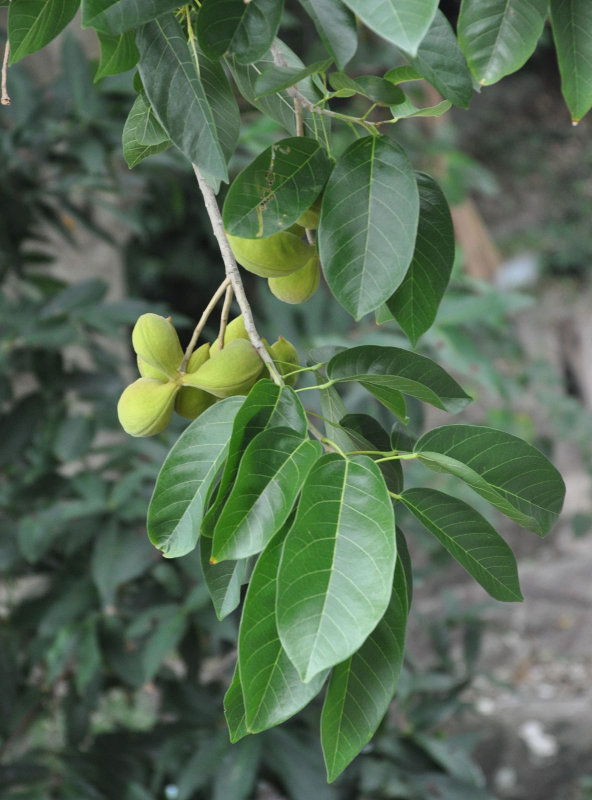 Image of Sterculia guttata specimen.