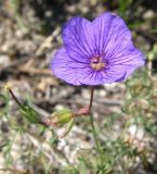 Erodium tataricum