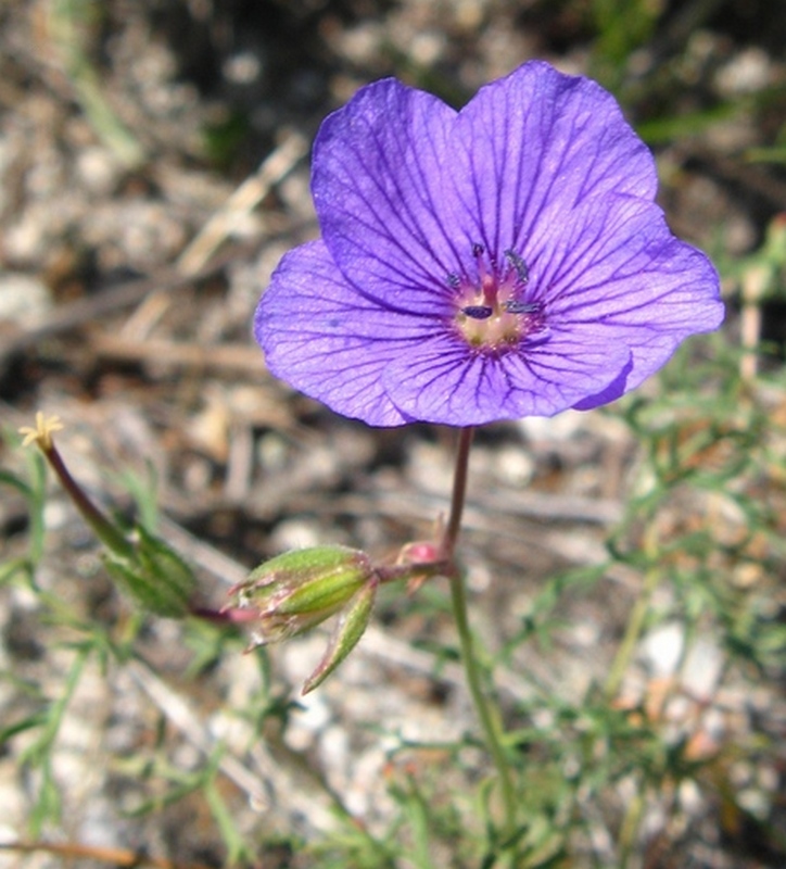 Изображение особи Erodium tataricum.