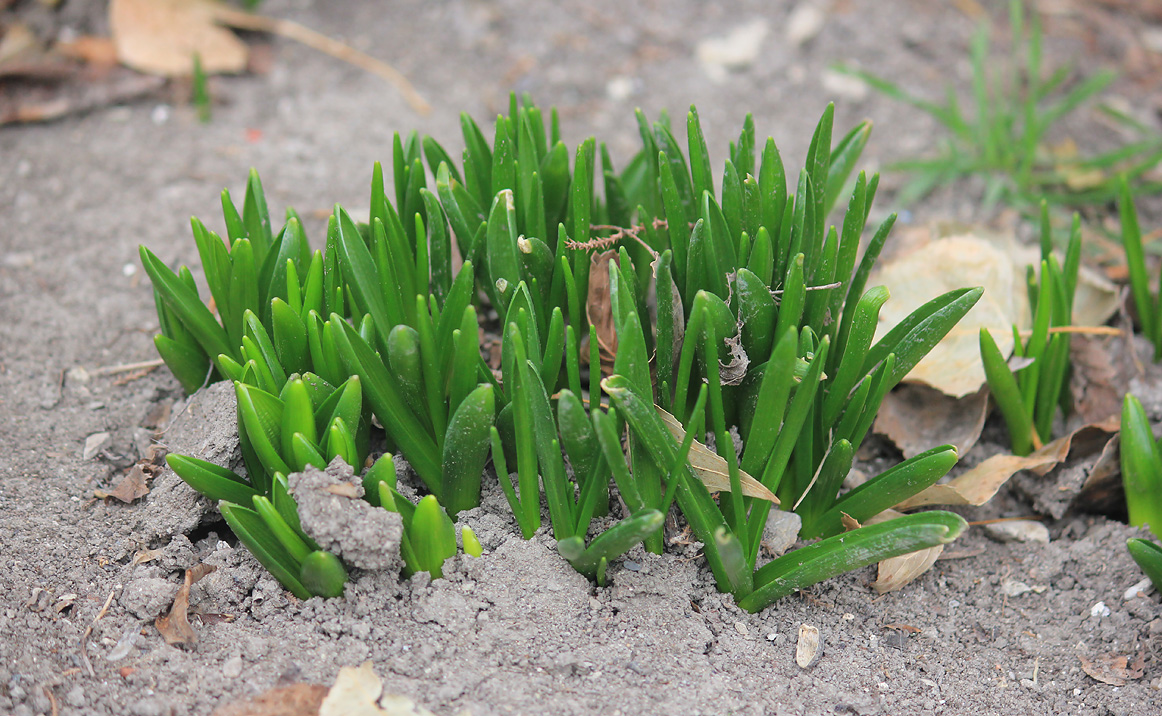 Image of Hyacinthus orientalis specimen.