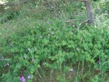 Geranium sanguineum