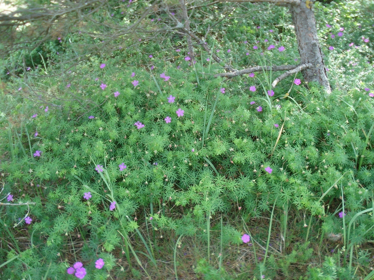 Изображение особи Geranium sanguineum.