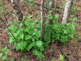 Betula pendula. Порослевые побеги в основании стволов на гари. Архангельская обл., Вельский р-н, окр. пос. Усть-Шоноша. 29.06.2011.