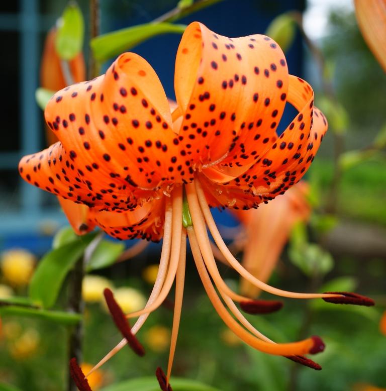 Image of Lilium lancifolium specimen.