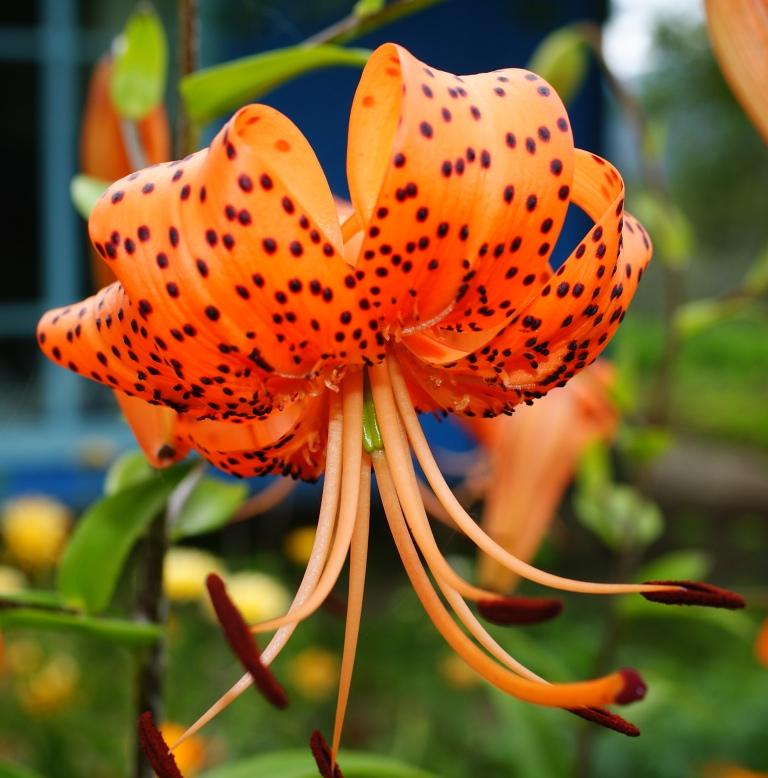 Изображение особи Lilium lancifolium.