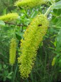 Salix pentandra